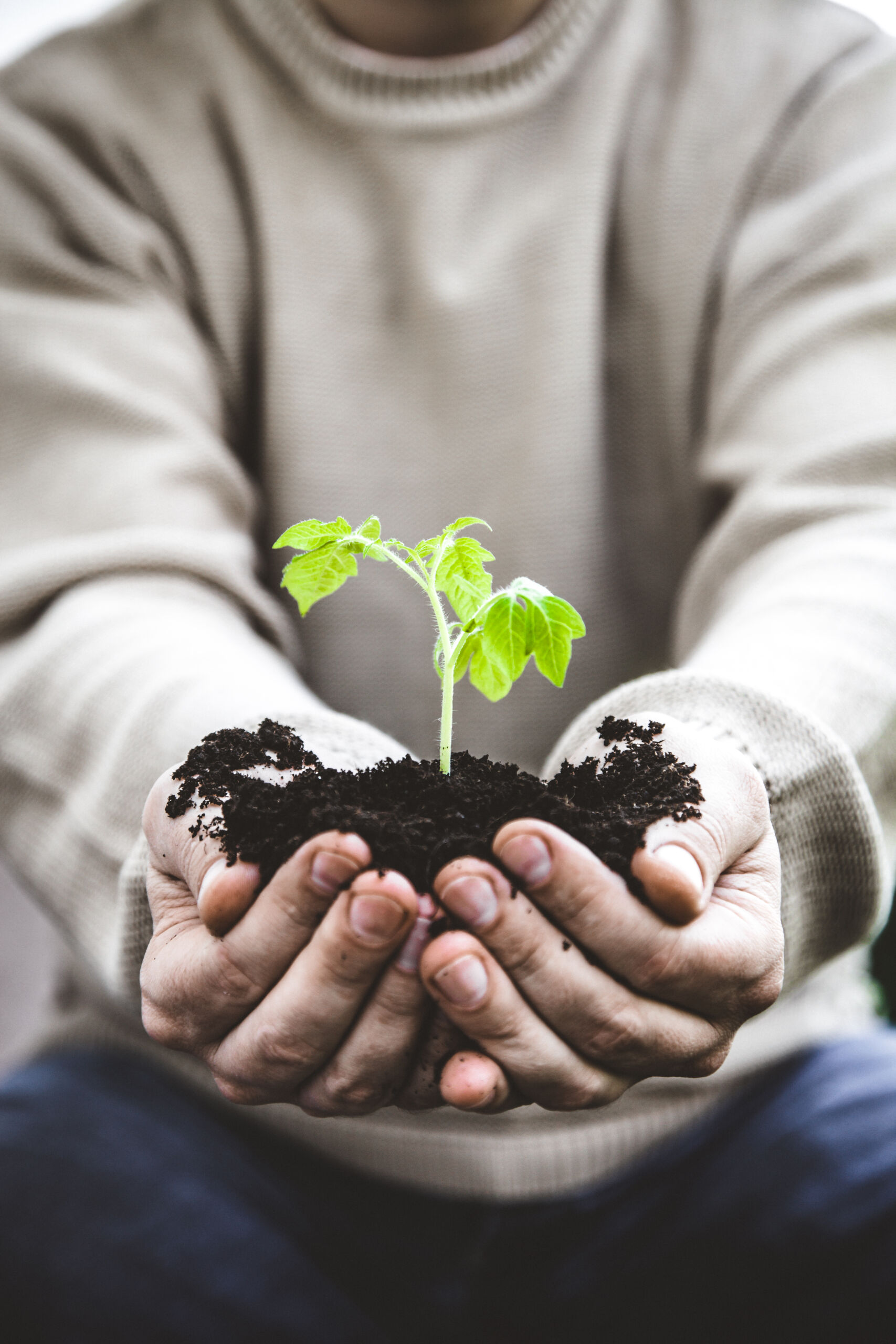 Garden seedling in farmer’s hands